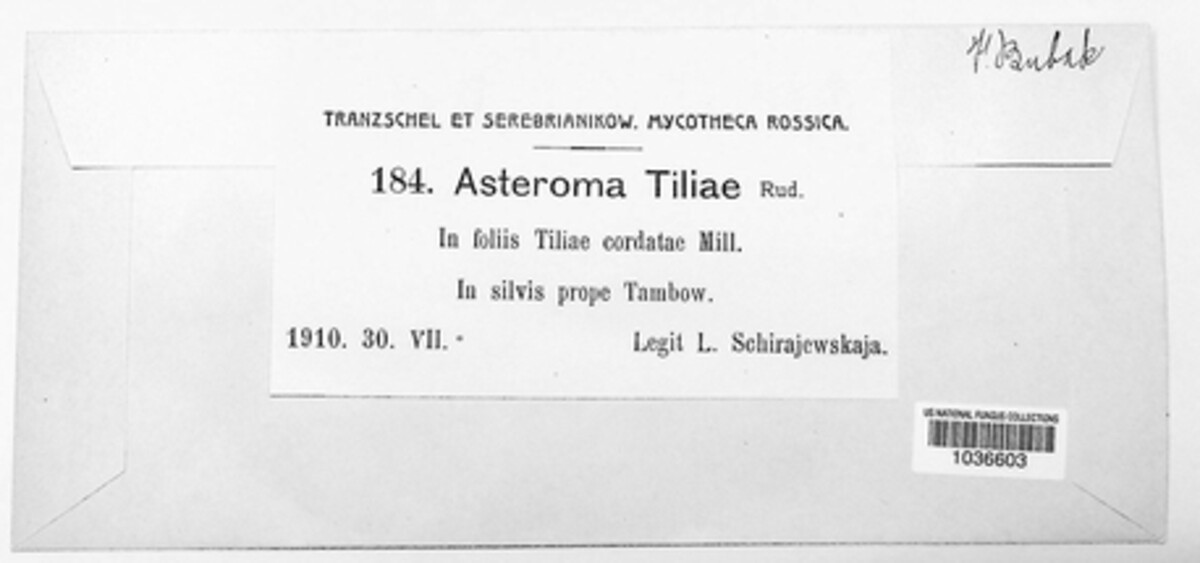 Asteroma tiliae image